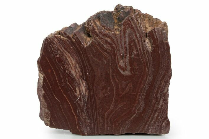Polished, Neoproterozoic Stromatolite (Conophyton) - Morocco #350926
